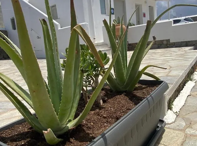 Sing And Blossom Tatil Evi Mykonos Town